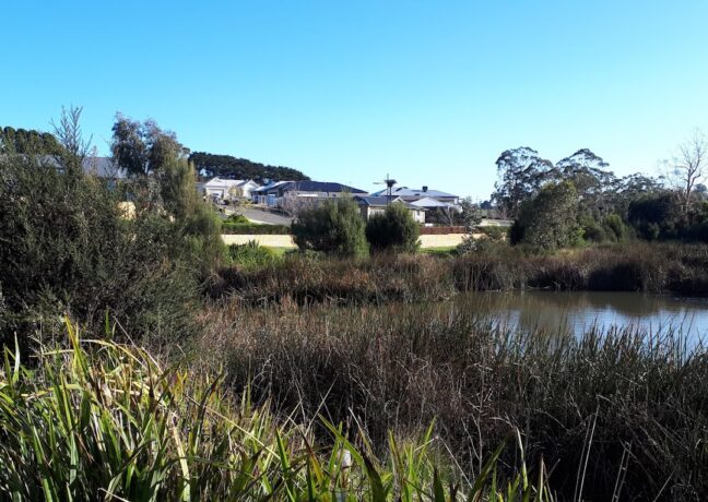 Waterford Rise wetlands 
